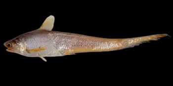 凤鲚(Coilia mystus)图片
