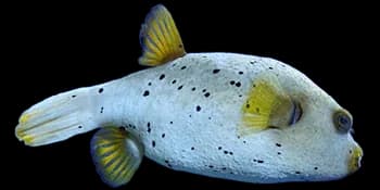 黑斑叉鼻鲀(Arothron nigropunctatus)图片