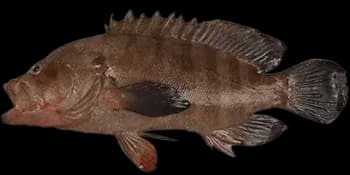 横纹九棘鲈(Cephalopholis boenak)图片