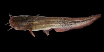 胡子鲇(Clarias fuscus)图片