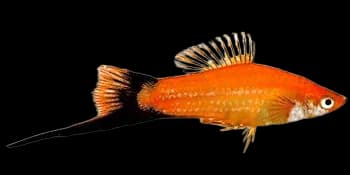 剑尾鱼(Xiphophorus hellerii)图片
