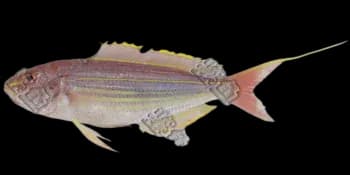 金线鱼(Nemipterus virgatus)图片