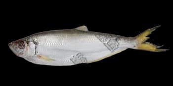 鳓鱼(Ilisha elongata)图片