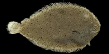 卵鳎(Solea ovata)图片