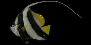 马夫鱼(Heniochus acuminatus)图片