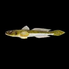矛尾虾虎鱼(Chaeturichthys stigmatias)图片