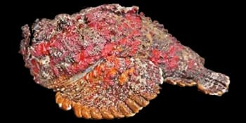 玫瑰毒鲉(Synanceia verrucosa)图片