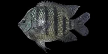 孟加拉国豆娘鱼(Abudefduf bengalensis)图片