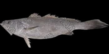鮸鱼(Miichthys miiuy)图片
