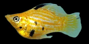 茉莉花鳉(Poecilia latipinna)图片