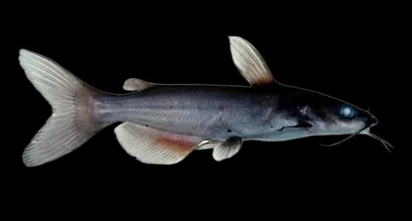 鲶鱼(Silurus asotus)图片