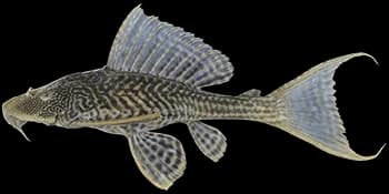 清道夫(Pterygoplichthys multiradiatus)图片