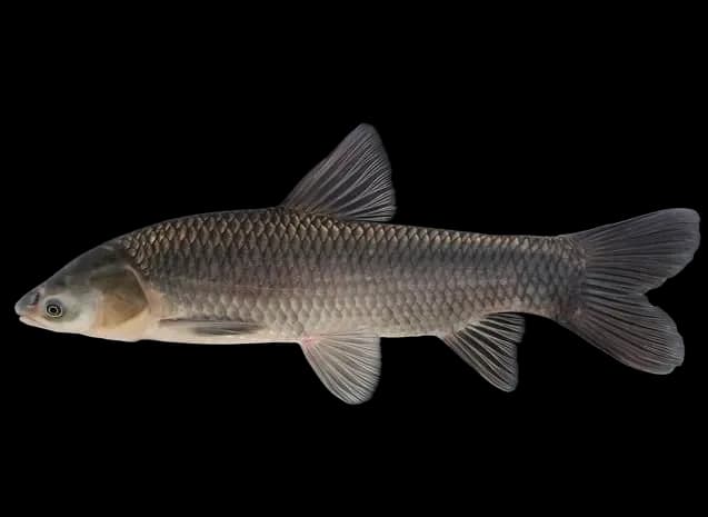 青鱼(Mylopharyngodon piceus)图片