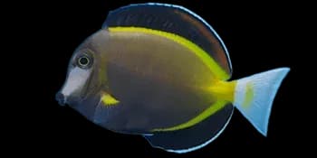 日本刺尾鱼(Acanthurus japonicus)图片