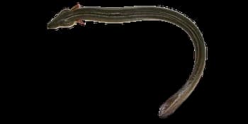 日本鳗鲡(Anguilla japonica)图片