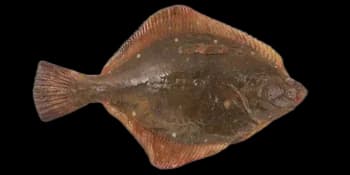 石鲽(Kareius bicoloratus)图片