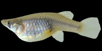 食蚊鱼(Gambusia affinis)图片