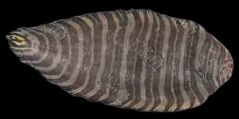 条鳎(Zebrias zebra)图片