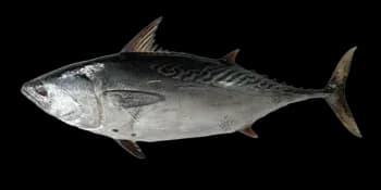 鲔鱼(Euthynnus affinis)图片