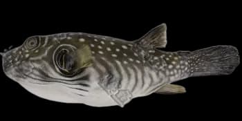 纹腹叉鼻鲀(Arothron hispidus)图片