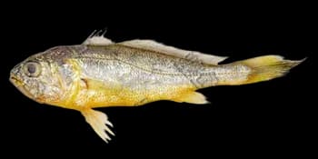 小黄鱼(Larimichthys polyactis)图片