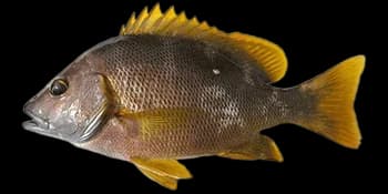 星点笛鲷(Lutjanus stellatus)图片