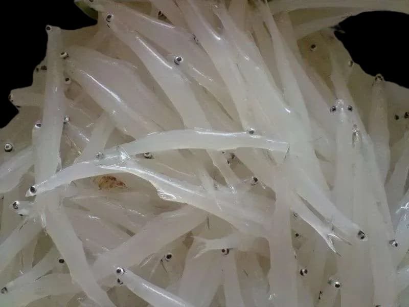 银鱼(Salanx longianalis)图片