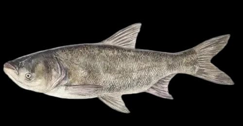 鳙鱼(Hypophthalmichthys nobilis)图片