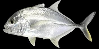 珍鲹(Caranx ignobilis)图片